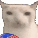cat gif